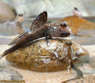 mudskipper balığı