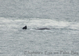 Whales off Gordon's Bay