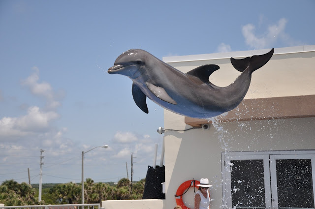 dolphin jumping at Marineland