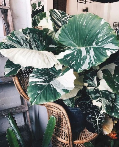 monstera deliciosa variegata