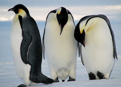 Emperor Penguin Pictures