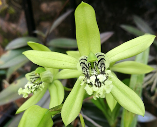 Orchid endemic