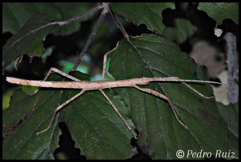 Ninfa hembra L4 de Paramenexenus laetus, 4,5 cm de longitud