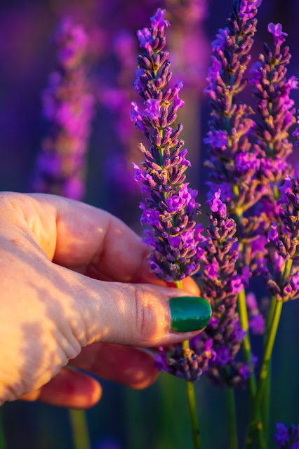 Valensole-Campi di lavanda al tramonto