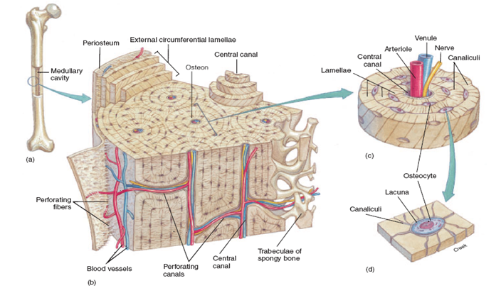 Difference between Bone and Cartilage | Major Differences