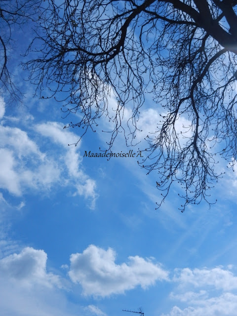 France - Centre - Cher - Ciel bleu - Arbre - Printemps