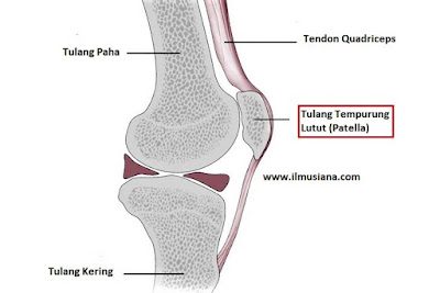  berbentuk mangkuk yang menutupi lutut manusia 3+ Fungsi Tulang Tempurung Lutut (Gambar Lengkap)