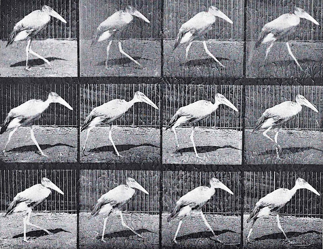 an old Eadweard Muybridge motion study of a walking crane bird