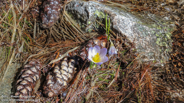 Crocus plant - Medicinal Plants in Macedonia