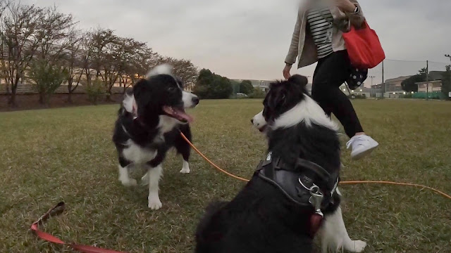 保護犬 ボーダーコリー トーマ ワンプロ