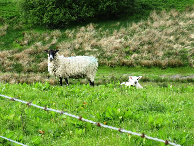 Sheep in field looking photogenic