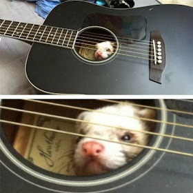 Funny animals of the week - 7 February 2014 (40 pics), possum inside a guitar