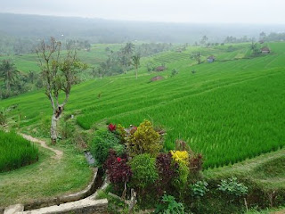 Panorama Alam, sawah di jatiluwih