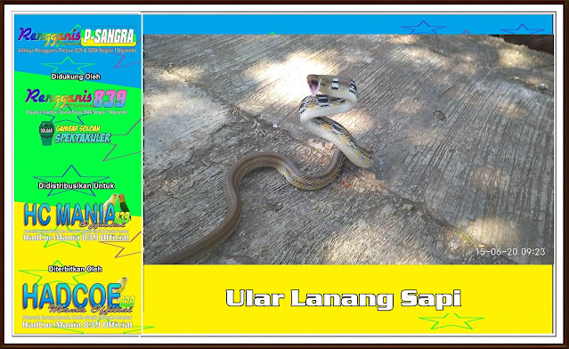 Ular Lanang Sapi Coelognatus Radiatus - Koleksi Reptiler Versi RGS