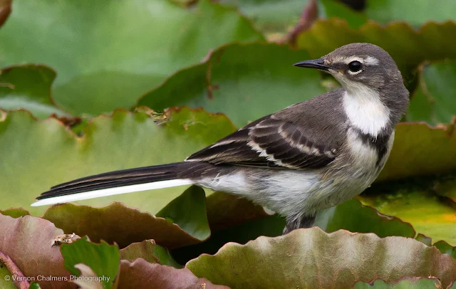 Cape Wagtail at Intaka Island Vernon Chalmers Photography