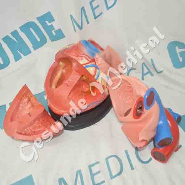 Manekin Torso Organ Jantung GM-X307 - Toko Medis Jual Alat 