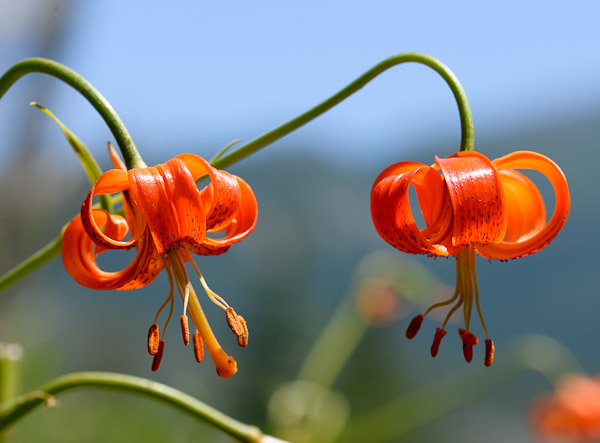 Лилия помпонная (Lilium pomponium)