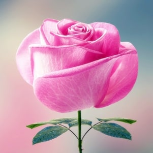 pink rose meaning