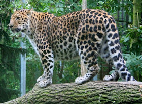 Amur Leopard pictures