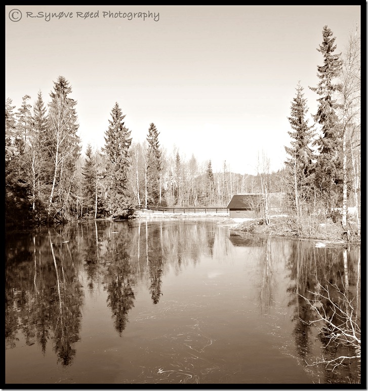 Hvalstjern sepia