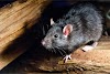 Karachi’s Jinnah Airport is Infested With Rats Amid Sanitation Problems In Pakistan Strange 