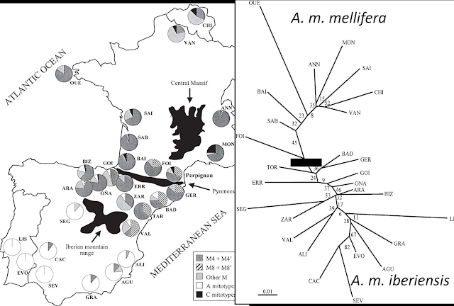 Figura adaptada de Miguel et al, 2007.  a) Distribución geográfica de los haplotipos de ADN mitocondrial en las poblaciones estudiadas. Los datos de Bélgica (CHI) y Francia (BAI, SAB, SAI, OUE, VAN, ANN y MON) excepto FOI se obtuvieron de Garnery et al. (1998) Se han incluido los datos de mtDNA de Perpignan, pero esta población no se ha utilizado en el análisis de microsatélites porque no hay datos disponibles. b) Árbol Neighbor-joining de 27 poblaciones ibéricas, francesas y belgas basado en la genética DA matriz de distancia (10 microsatélites).