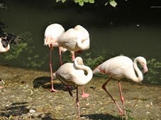 2014.07.19-024 flamants roses