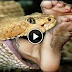   Anaconda attack human beings National Geographic Animals