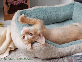 orange kitten in blue cat bed