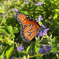 Mariposa reina alimentándose de flores moradas. Fotografía de Ivette Ávila.