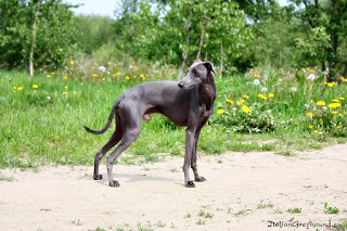 NATAN z Ochoczej Italian Greyhound