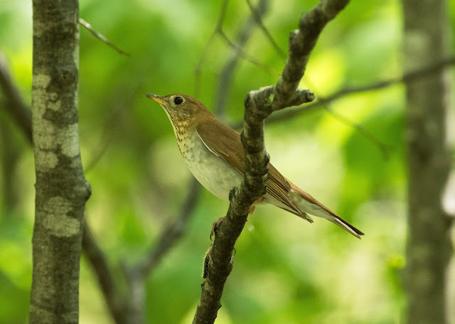 Veery - Hulbert Bog, Michigan, USA