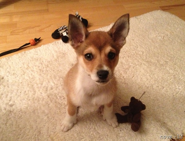 hund 123
