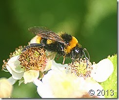 IMG_5166