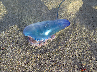 Portugese Man Of War jellyfish washed up on Delray Beach, Florida, USA