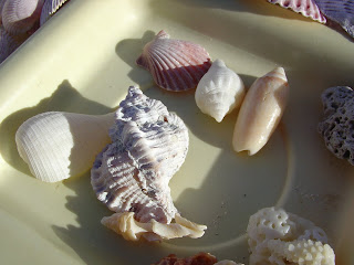 Gasparilla Island sea shells