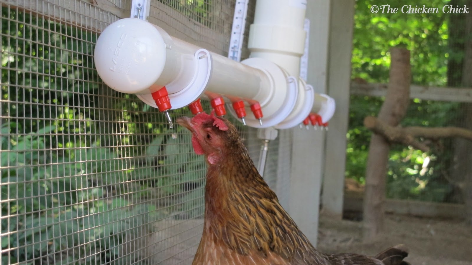 The Chicken Chick®: 15+ Tips to Control Rodents Around Chicken Coops