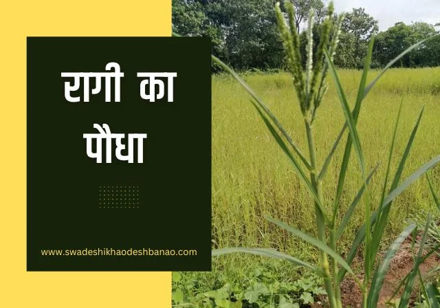 about ragi plant paudha in hindi