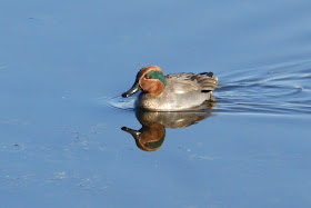Wintertaling - Piiptsjilling - Anas crecca