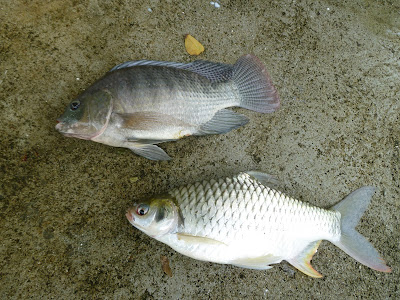 Silver Barb - Silber Barbe Thailand