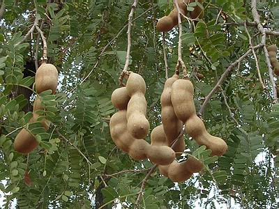 Tamarind Seeds - Tamarind Leaves - Tamarind Fruits