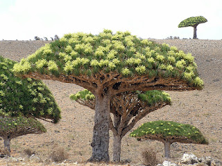 Dracaena Cinnabari