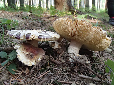 Orawa, Lipnica Wielka, Babia Góra, grzyby sierpniowe, grzybobranie na Orawie, gołąbek oliwkowy, Russula olivacea