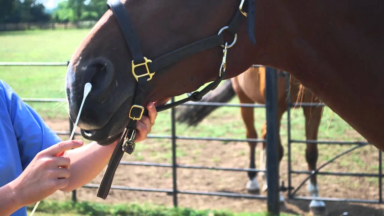 swab-cavalo-horse-equine-veterinary-nose-narina-exame-coleta