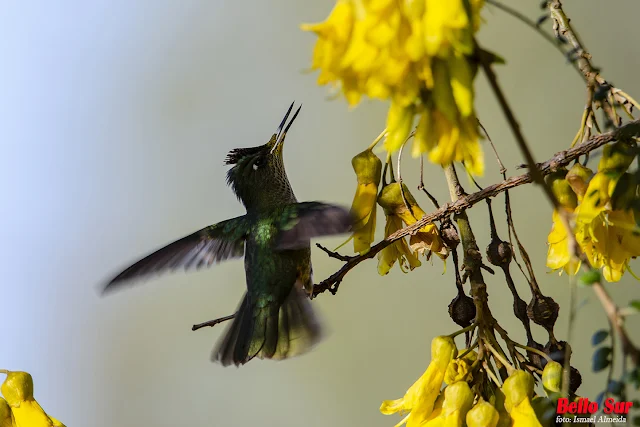 Alrededor de estas pequeñas aves siempre se auguran cosas buenas, incluso se le atribuyen poderes. Lo cierto es que son dueños de una particular belleza y carisma