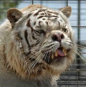 Crazy looking Tiger