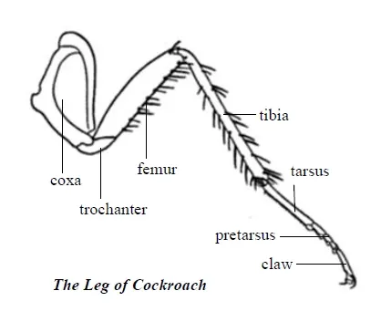 Structure of cockroach leg