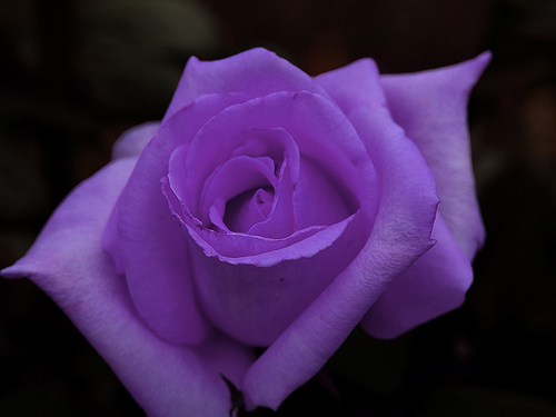 Purple roses primarily stand