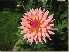 IMG_0679