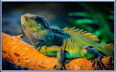 Mewarnai Gambar Iguana